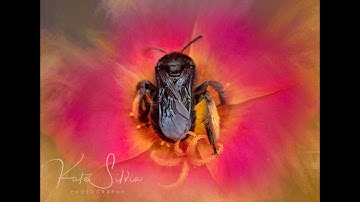 Macro Lens on a Budget