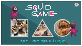 SQUID GAME RED LIGHT GREEN LIGHT SONG REMIX | PET DANCE TREND COMPILATION | 무궁화 꼬찌 피엇 소리다