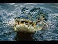 Crocodile in Nilwala River මාතර ගගේ ඉන්නා කිඹුළිගේ පැටියා