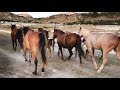 Перегон табуна лошадей. Конный клуб COWBOY Белая Скала.  Herd of horses runs in the pasture