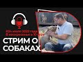 СТРИМ 24 июля 2022 года из питомника собак РашенДог (RussianDog)