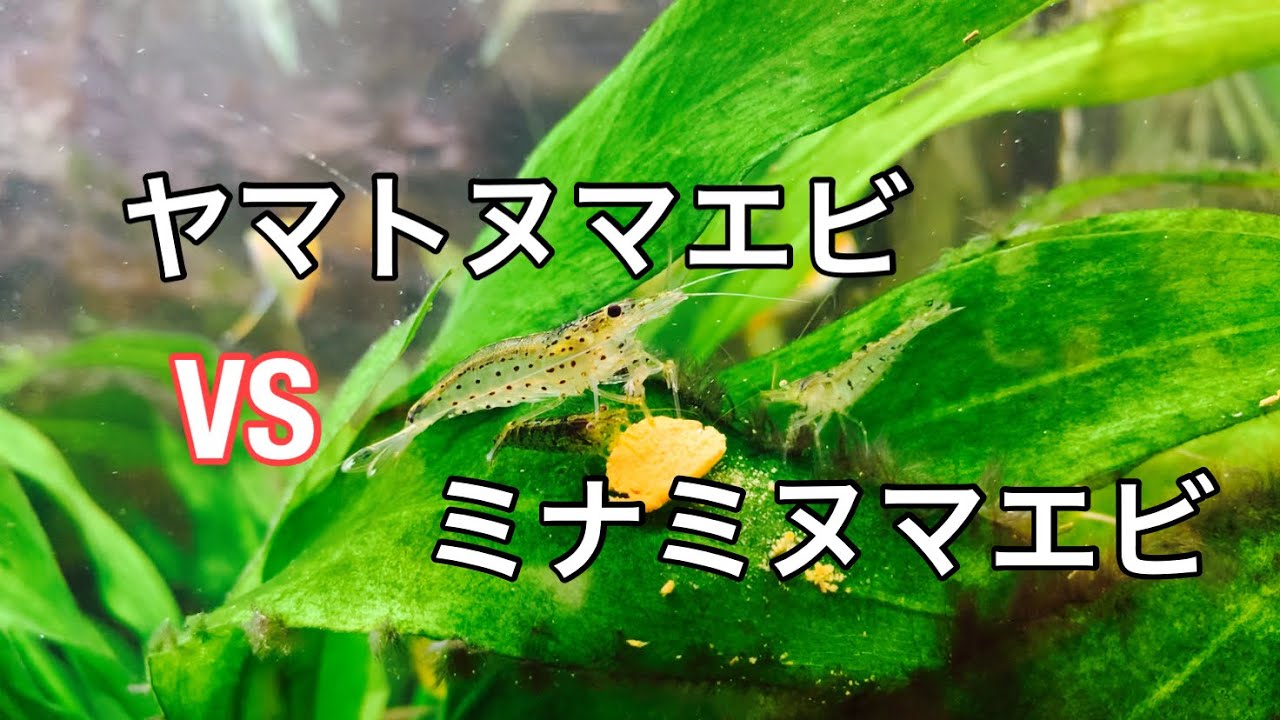 ヤマトヌマエビvsミナミヌマエビ 餌の取り合い Youtube