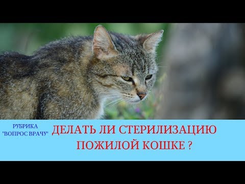 02.03.18 Стерилизация кошки в возрасте 10 лет
