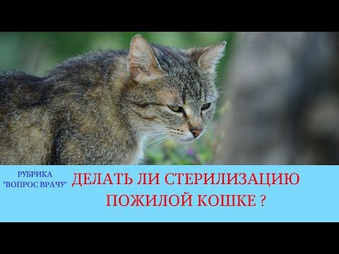 02.03.18 Стерилизация кошки в возрасте 10 лет