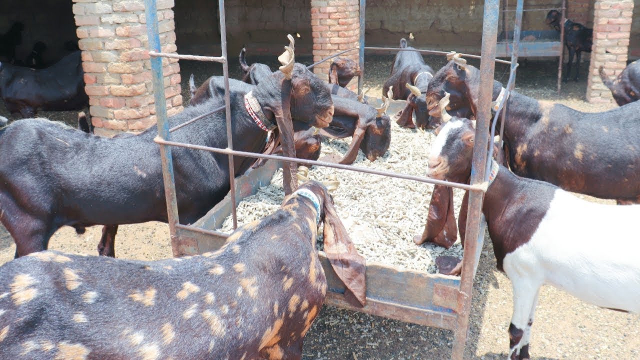 Download World's Best Kamori Goat Farm|Rare Kamori Breed|Goat Farming in Pakistan