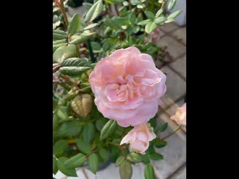 Gorki Park Rose - YouTube