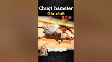 Chuột hamster “giả chết” – đừng chôn vội!
