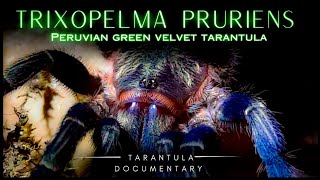 Trixopelma pruriens: unravelling the Mysteries of the PERUVIAN GREEN VELVET TARANTULA in the wild! by robbies talking ts 828 views 1 year ago 7 minutes, 34 seconds