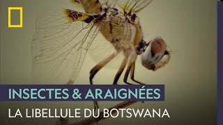 La libellule, prédateur le plus efficace du Botswana