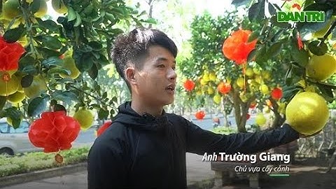 Bưởi Diễn hàng chục triệu đồng đổ về TPHCM đón Tết sớm