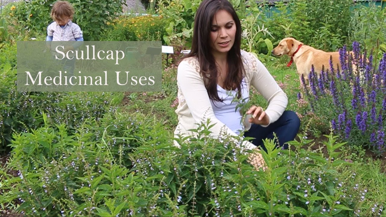Scullcap recommend Scullcap recommendations