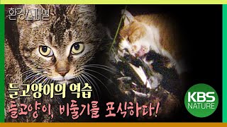 들고양이의 역습! 들고양이, 비둘기를 포식하다  [환경스페셜-들고양이의 역습] / KBS 19991215 방송