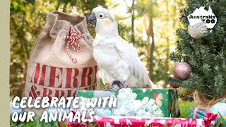 Happy Holidays from Australia Zoo! by Australia Zoo 30,921 views 4 months ago 1 minute, 17 seconds
