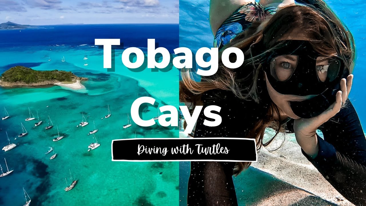 Swimming with Turtles in the Tobago Cays | Sailing the Caribbean