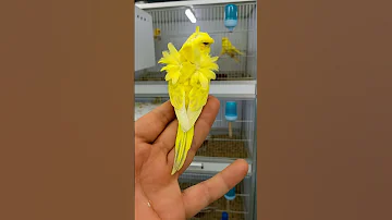 Birds Lovebirds عصافير Cockatiel Blackfacebudgie Budgiecare Budgies طيور الزينة 