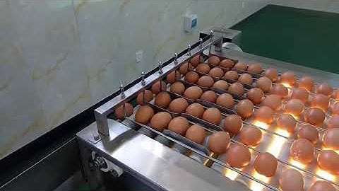 egg grading machine 10000 eggs /hour
