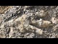 Enormous Dinosaur Footprint Excavation! A Palaeontologists Dream