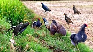 Traditional Watercock Bird Trapping | Learning from Nature#birdtrap