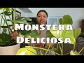 Monstera Deliciosa Care Tips Swiss Cheese Plant Split Leaf Tropical Beginner Houseplant