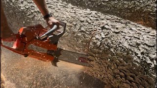 Billy Bucking a Massive Cherry Log Husqvarna 288XP Pennsylvania Logging Short