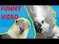 Try not to laugh challenge   best funny parrots compilation