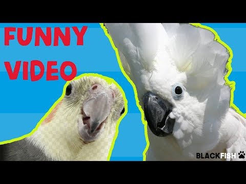 Video: Parrot Synger En Barnesang Om Antoshka: Morsom Video