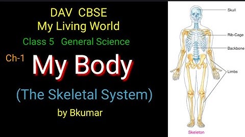 The Skeletal System//My Body Ch-1 Class 5 DAV Science My Living World Explanation by Bkumar in Hindi