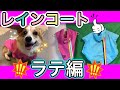 【コーギー・ボーダーコリー】 購入したレインコート試着会♪ ラテ編♪