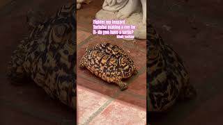 My leopard tortoise Fighter making a run for it! He loves traveling! Do you have a pet? #kitafit