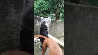 Nathan Mogli Menino Lobo2