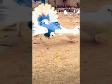 اغرب انواع الحمام في العالم