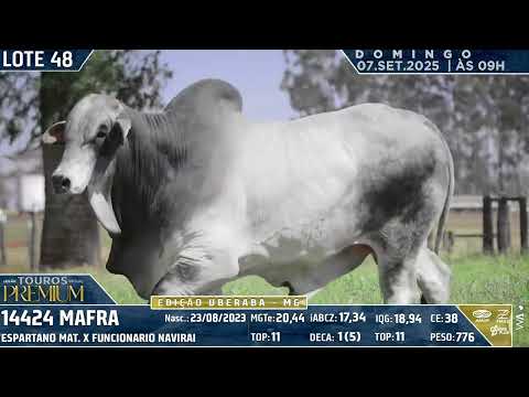LOTE 48