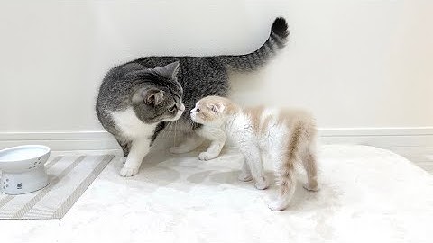 ついに兄弟猫が初対面したらまさかのこうなりました…