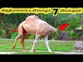 வித்தியாசமாக உயிர் வாழும் விலங்குகள் || Seven Amazing Survived Animals || Tamil Info Share