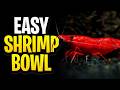 How To Setup A Thriving Cherry Shrimp Bowl! (No CO2, No Fertilizer, No Filter, And No Heater)