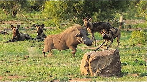 Most Amazing Kruger National Park Wildlife Sightings of 2022