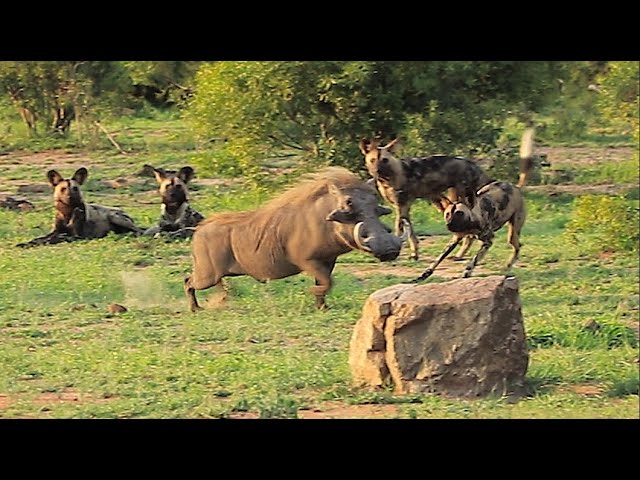 Wild Life South Africa