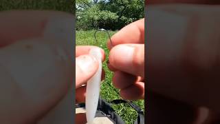 Easiest Fish To Catch? A Bedding One