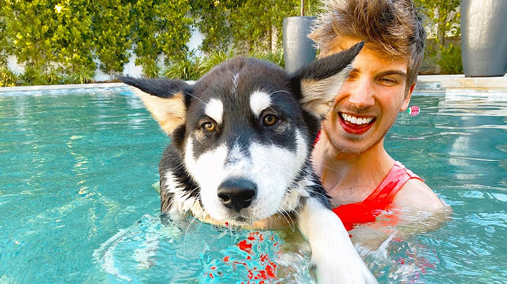 Teaching my Puppy How to Swim!