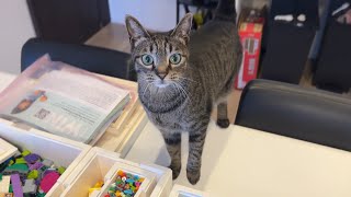 【注意喚起】好奇心旺盛な猫が窓から脱走してこうなりました...