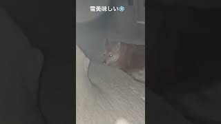 Shiba Inu loves eating snow.柴犬は雪を食べるのが大好き｡柴犬dogshibahokkaidosnoweatsnow冬dogloverjapandoge