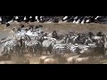 Masai Mara River Wildebeests, Zebra and Antelope Crossing Pt 1 Promo Clip