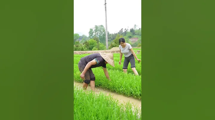今天去田裡給秧苗拔草，小時候經常把秧苗和草認錯，你們能分清草和水稻秧苗嗎？【唐小胖】 - 天天要聞