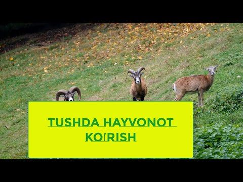 TUSHDA HAYVONLARNI KO'RISH (ТУШДА ҲАЙВОН)