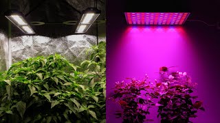 What color light is best for plant growth?