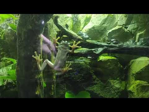 Sticky frog Dubai underwater zoo