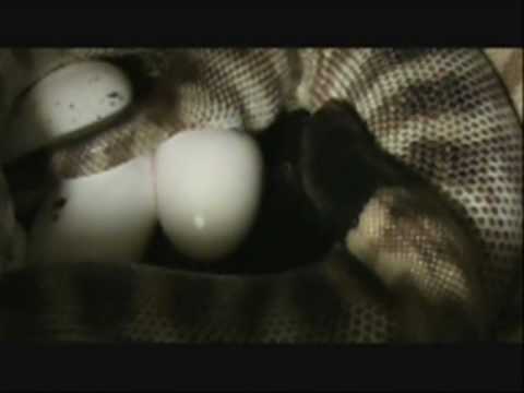 Blackheaded python laying.wmv