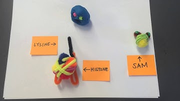 The histone methyltransferaser