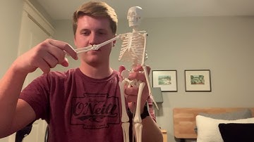 Module 4 Skeletal Video - UNE