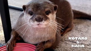 Otter's Epic Staring Battle!